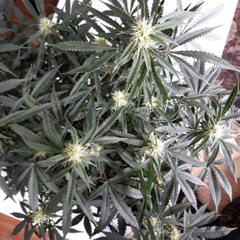 Lowryder #2 Auto #1 growlog timeline photo
