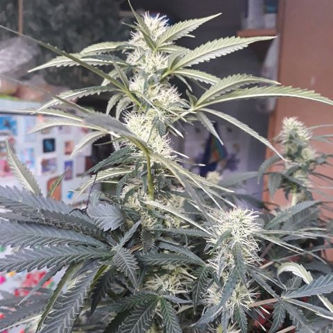 Lowryder #2 Auto #1 growlog timeline photo
