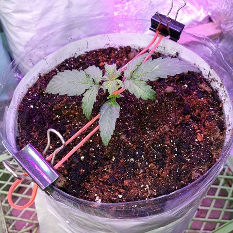 Auto Super Skunk growlog timeline photo