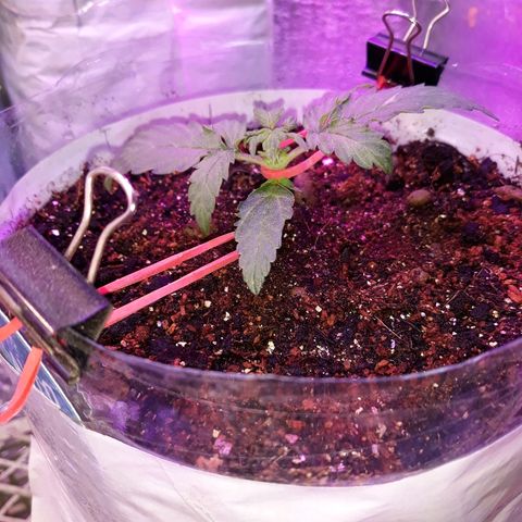 Auto Super Skunk growlog timeline photo