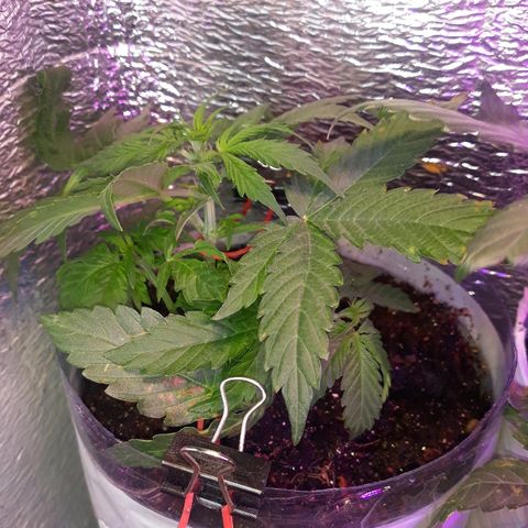 Auto Super Skunk growlog timeline photo