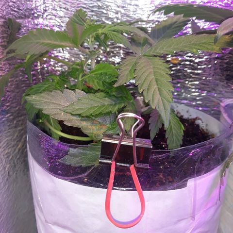Auto Super Skunk growlog timeline photo