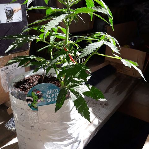 Auto Super Skunk growlog timeline photo