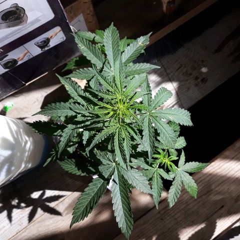 Auto Super Skunk growlog timeline photo