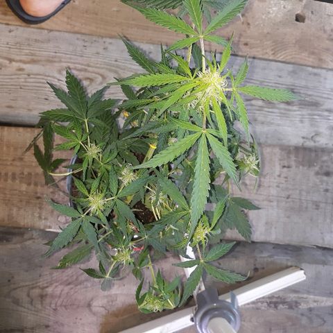 Auto Super Skunk growlog timeline photo