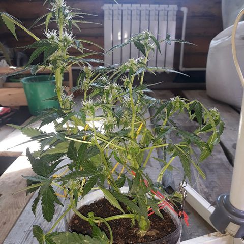 Auto Super Skunk growlog timeline photo