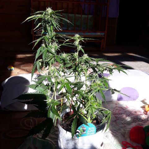 Auto Super Skunk growlog timeline photo