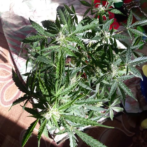 Auto Super Skunk growlog timeline photo
