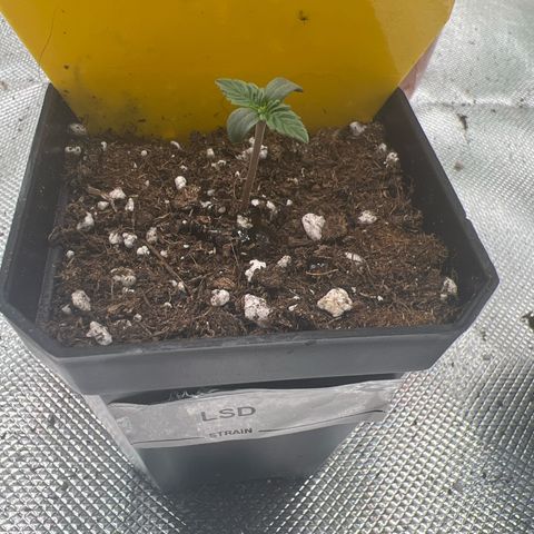 LSD growlog timeline photo