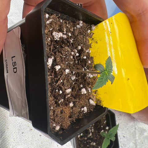 LSD growlog timeline photo