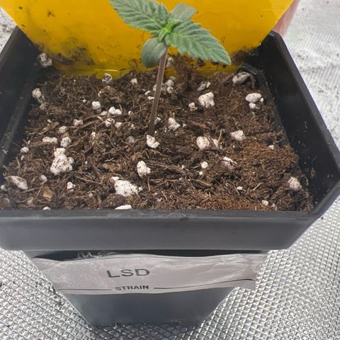 LSD growlog timeline photo