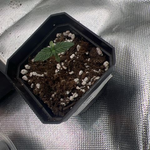LSD growlog timeline photo