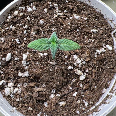 LSD growlog timeline photo