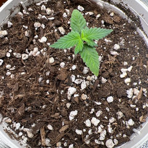 LSD growlog timeline photo