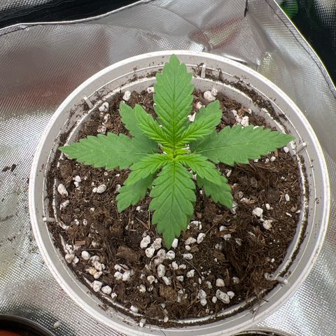 LSD growlog timeline photo