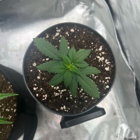 LSD growlog timeline photo