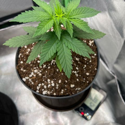 LSD growlog timeline photo
