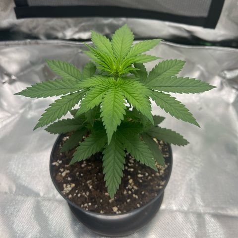 LSD growlog timeline photo