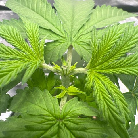 LSD growlog photo: Topped