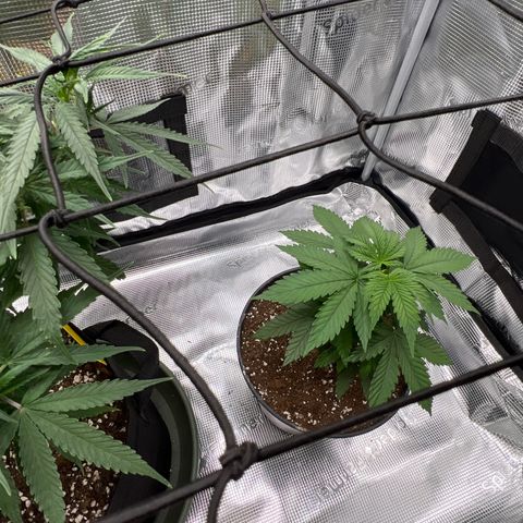 LSD growlog timeline photo