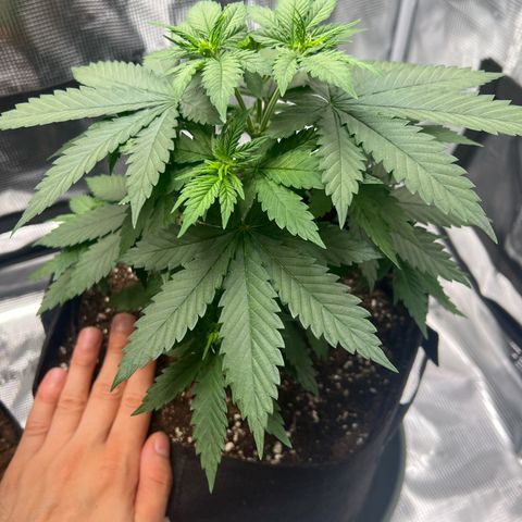 LSD growlog timeline photo