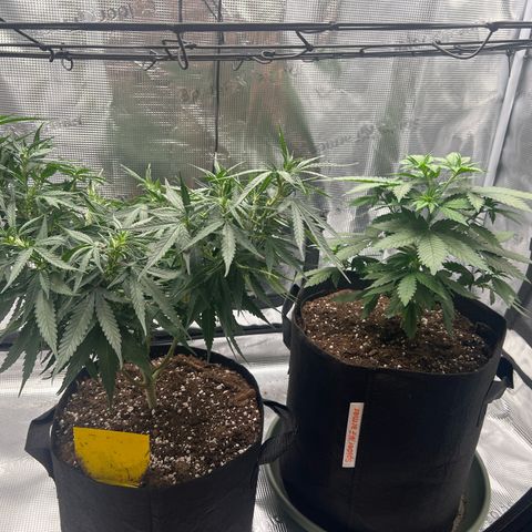LSD growlog timeline photo