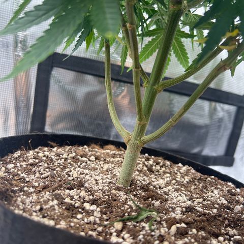 Gorilla Finger (GG#4 X Gorilla Zkittzlez) growlog timeline photo