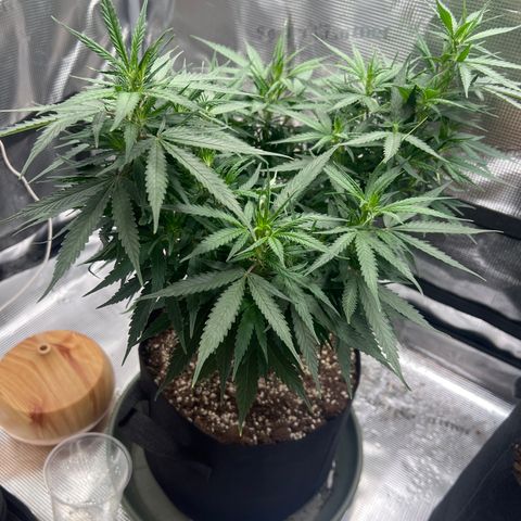 Gorilla Finger (GG#4 X Gorilla Zkittzlez) growlog timeline photo