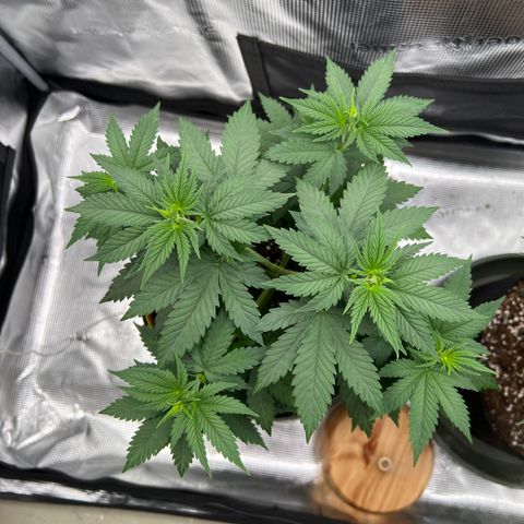 LSD growlog timeline photo