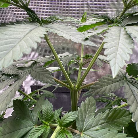 LSD growlog timeline photo