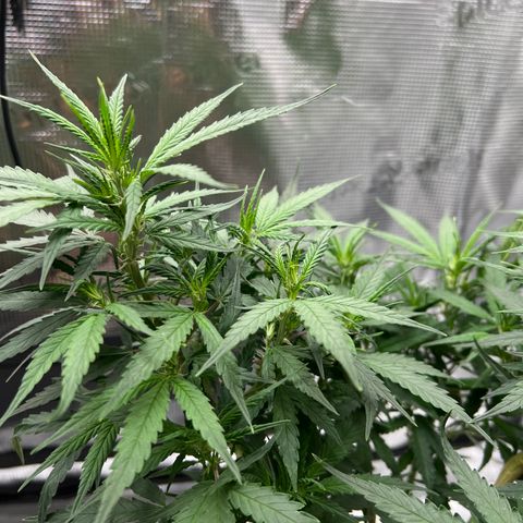 Gorilla Finger (GG#4 X Gorilla Zkittzlez) growlog timeline photo