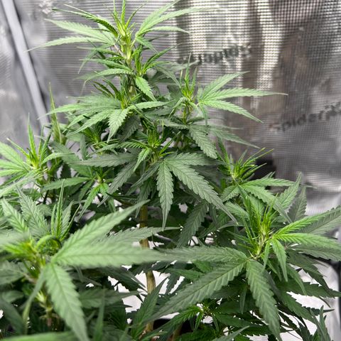 Gorilla Finger (GG#4 X Gorilla Zkittzlez) growlog timeline photo