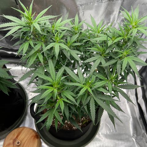 Gorilla Finger (GG#4 X Gorilla Zkittzlez) growlog timeline photo