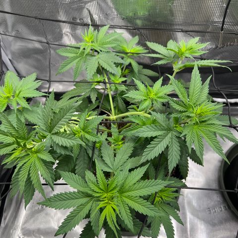 LSD growlog timeline photo