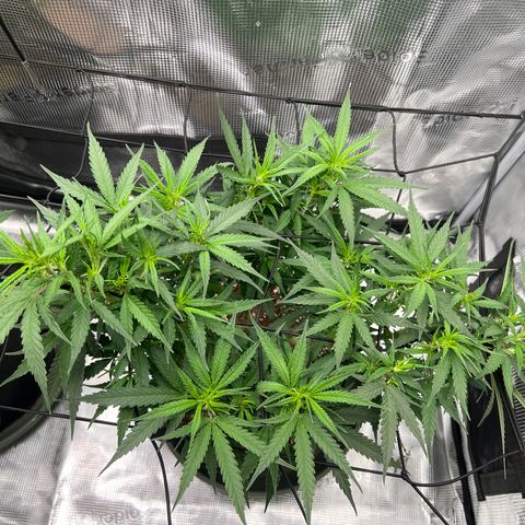 Gorilla Finger (GG#4 X Gorilla Zkittzlez) growlog timeline photo