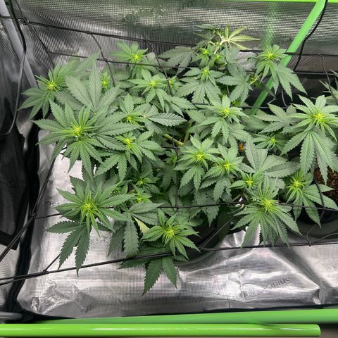 LSD growlog timeline photo