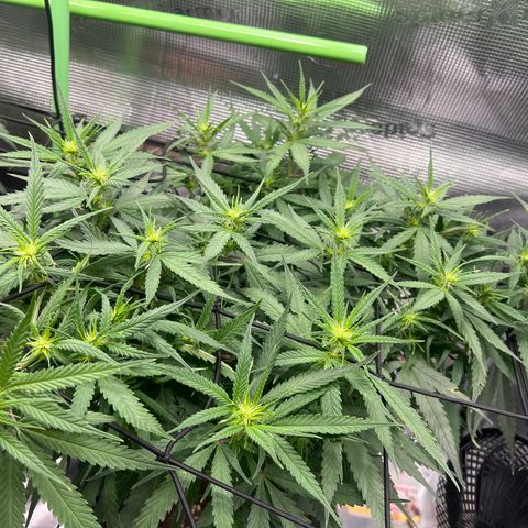 Gorilla Finger (GG#4 X Gorilla Zkittzlez) growlog timeline photo