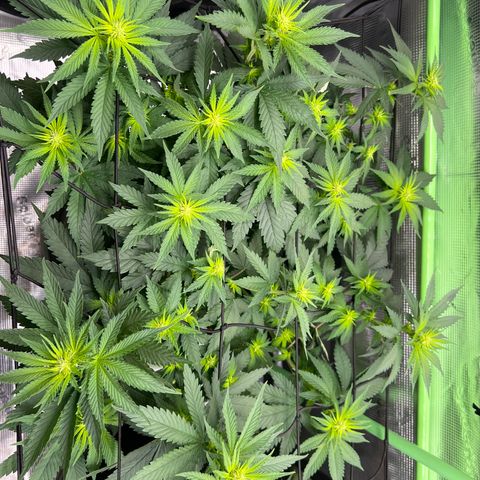 LSD growlog timeline photo
