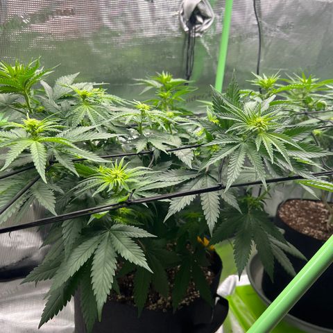 LSD growlog timeline photo