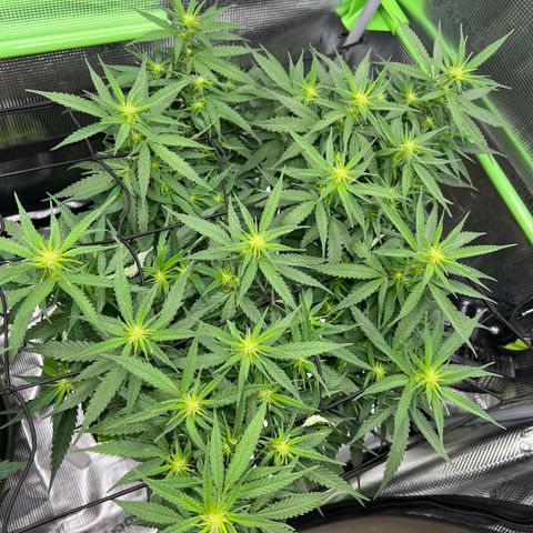 Gorilla Finger (GG#4 X Gorilla Zkittzlez) growlog timeline photo