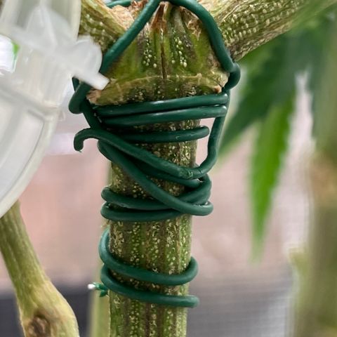 Gorilla Finger (GG#4 X Gorilla Zkittzlez) growlog timeline photo