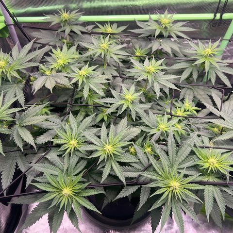 LSD growlog timeline photo