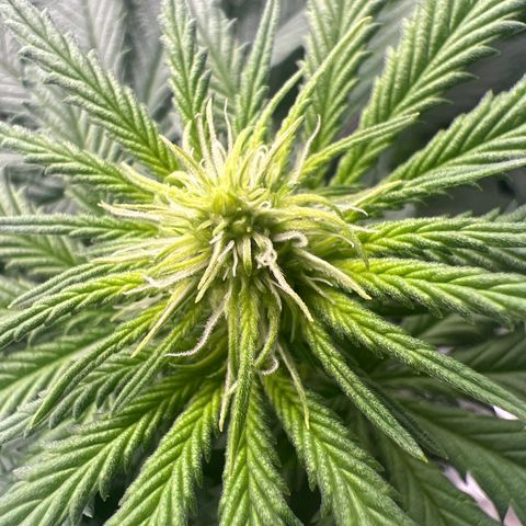 LSD growlog timeline photo