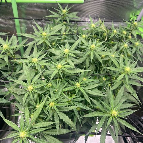 Gorilla Finger (GG#4 X Gorilla Zkittzlez) growlog timeline photo