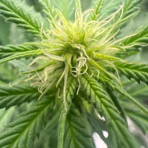 Gorilla Finger (GG#4 X Gorilla Zkittzlez) growlog timeline photo