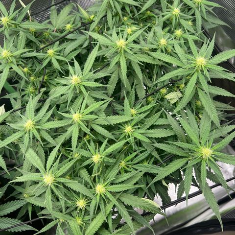 Gorilla Finger (GG#4 X Gorilla Zkittzlez) growlog timeline photo