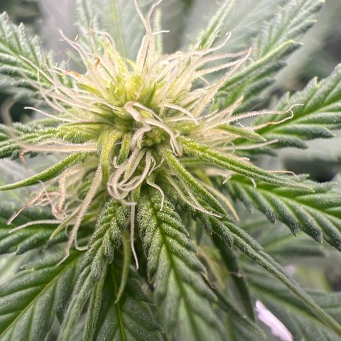 Gorilla Finger (GG#4 X Gorilla Zkittzlez) growlog timeline photo