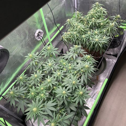 Gorilla Finger (GG#4 X Gorilla Zkittzlez) growlog timeline photo