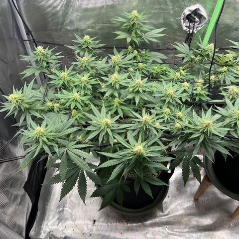 LSD growlog timeline photo
