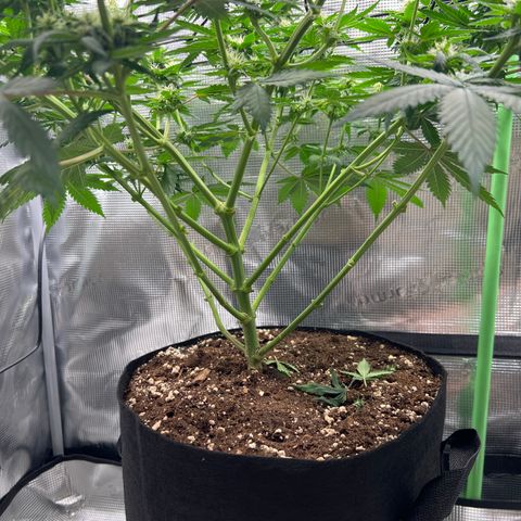 LSD growlog timeline photo
